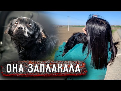 Видео: Её выбросили на трассу, она не ожидала, что среди равнодушно, проезжающих людей, кто то остановится.