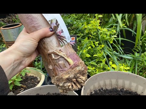 Видео: Crinum Asiaticum Purpureum КРИНУМ Азиатский Посадка LONDON