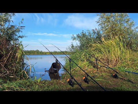 Видео: Рибачу і ночую на березі річки Дністер. Сазан на макуху та горох. Осінній лов коропа