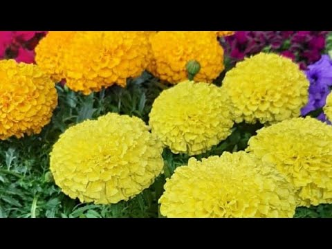 Видео: БАРХАТЦЫ ВЗОЙДУТ ЩЕТКОЙ ЕСЛИ ПОСЕЯТЬ ТАК ХОРОШИЙ СПОСОБ И БЫСТРЫЕ всходы