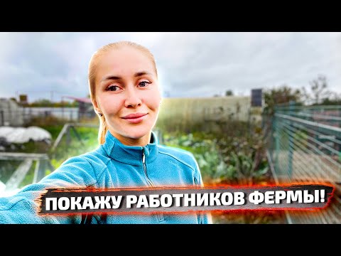 Видео: Кого продали из хозяйства? От каких животных будем уходить и какое направление развивать?