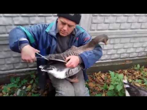 Видео: Как подрезать крылья птице?
