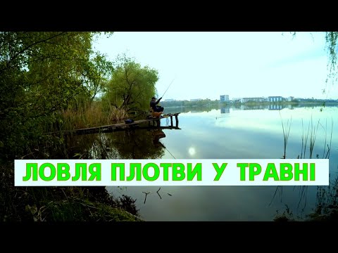 Видео: Ловля плотви на поплавок у мілководній заводі. Плотва пішла на НЕРЕСТ!!!