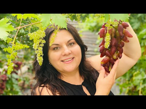 Видео: Обрезка Винограда Дубовский Розовый 🍇