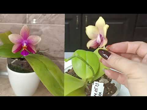 Видео: Корни и новый бутон🌿лёгкая адаптация орхидеи Лиодоро в новой посадке
