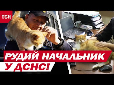 Видео: КОТИК, спасенный из АДА В ИЗЮМЕ, стал звездой в ГСЧС и теперь КОМАНДУЕТ СПАСАТЕЛЯМИ!