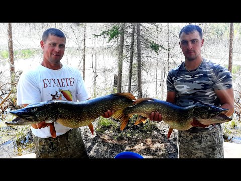 Видео: Рыбалка на Богучанском водохранилище  Ловля щуки  Хороший клёв в день рыбака  На причале  2020