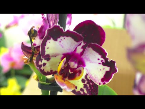 Видео: Распаковка цветущих орхидей, из почтовой посылки, с помощниками...