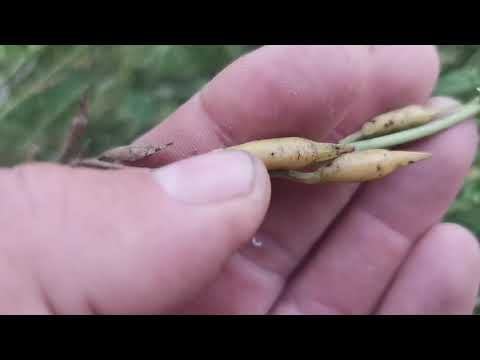 Видео: Уже собрали семена РУККОЛЫ? А когда по Вашему их пора собирать?