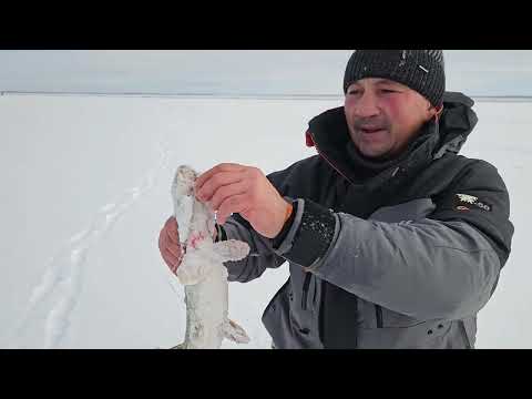 Видео: ПЕРВЫЙ ЛЁД, ЩУКИ, НАЛИМЫ, ОКУНИ, ЯКУТИЯ.