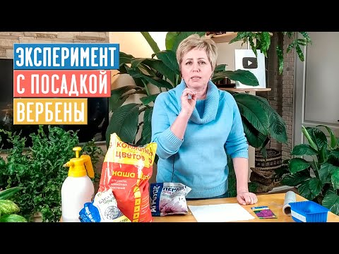 Видео: СЕЗОН 2020: СЕЕМ ВЕРБЕНУ - сроки посадки, состав грунта, ЭКСПЕРИМЕНТ / Садовый гид