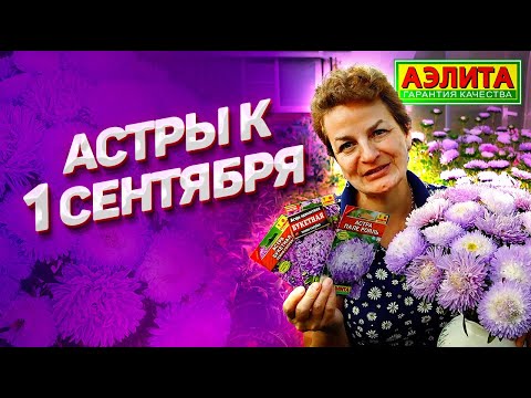 Видео: Как вырастить астры к 1 сентября? Тонкости выращивания и обзор сортов.