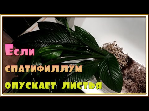 Видео: Спасаю Спатифиллум Сенсация/ Спатифиллум опустил листья, вянет, гнилые корни