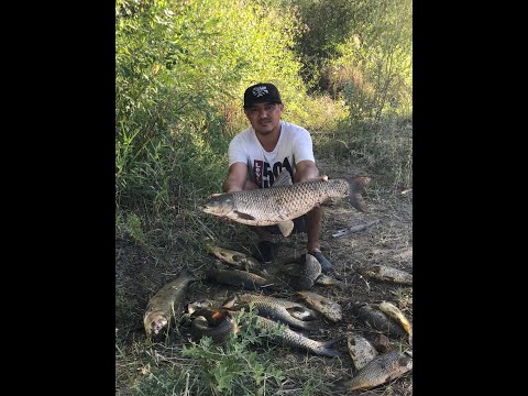 Видео: Рыбалка на реке Или. Амур, сазан. Арал тобе