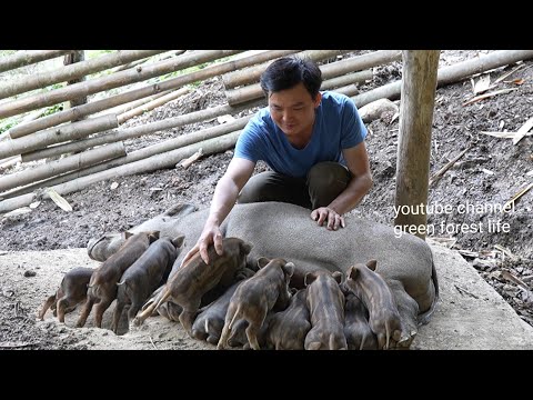 Видео: Такие милые кабанчики после двухнедельного возраста.  Роберт |  Зеленая лесная жизнь