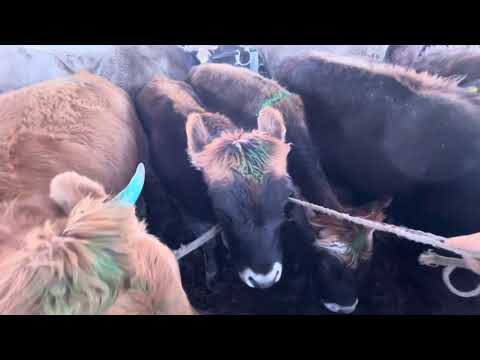 Видео: Музоо-Торпок/ Каракол мал базар/ 9-ноябрь / 0505326278 мбанк колдоо🙌🤗
