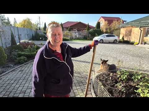 Видео: Леся на зиму обкопує  троянди!Прошу підписатися на наш канал!Дякую! 
