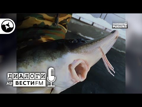 Видео: Рыборазведение. Теория и практика | Диалоги на Вести ФМ