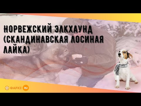 Видео: Норвежский элкхаунд (скандинавская лосиная лайка)