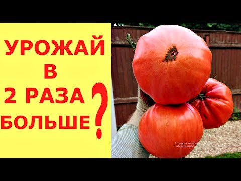 Видео: Можно ли УВЕЛИЧИТЬ урожай ТОМАТОВ в ДВА раза?