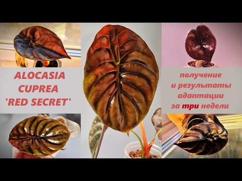 Видео: АЛОКАЗИЯ МЕДНАЯ 'RED SECRET' - обзор на момент получения и результаты адаптации через 3 недели