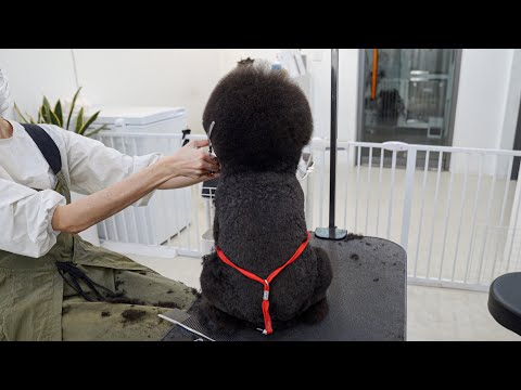 Видео: Я люблю это красное бикини.