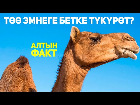Видео: Жаныбарлар жөнүндө 10 кызыктуу факт! Муну сиз билген эмессиз!