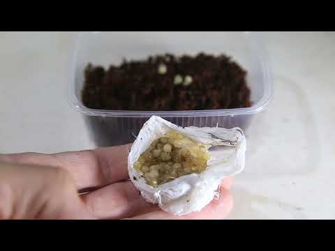 Видео: Разведение Psalmopoeus irminia (обосрался ли я?)