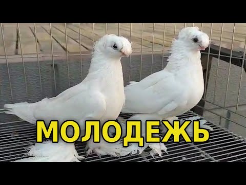 Видео: Молодежь этого года! Двухчубые голуби. Tauben. Pigeons. Palomas. Pombos. 비둘기.