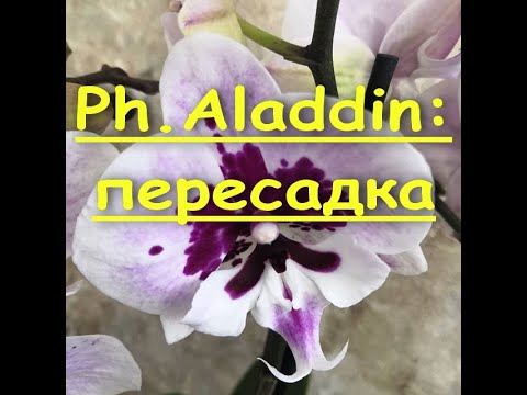 Видео: ОРХИДЕЯ:корни и ПЕРЕСАДКА,phal.Aladdin (BigLip).