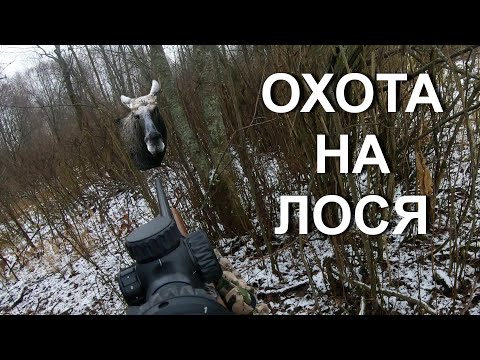 Видео: Охота НА ЛОСЯ, подход под работающих собак