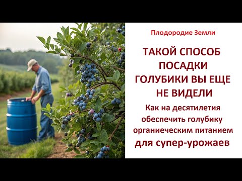 Видео: Уникальный способ посадки голубики, о котором вы не знаете № 8/25