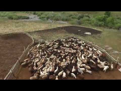 Видео: Көкөзек ауылы,село Ириновка вид с воздуха