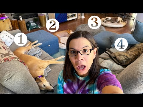 Видео: День из жизни с четырьмя борзыми!