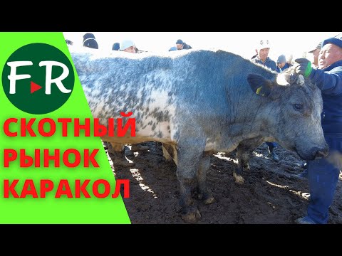 Видео: Столько скота я ещё не видел! Скотный рынок - базар Каракол. Бычки на откорм, коровы, овцы, лошади.