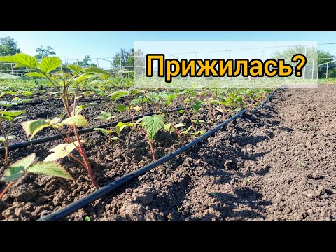 Видео: Как прижилась кассетная рассада малины после высадки. Сколько выпада