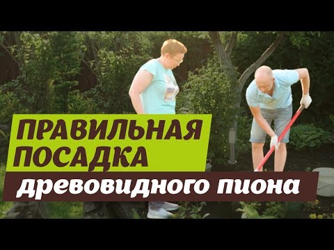 Видео: Посадка древовидного пиона. Советы по правильной посадке