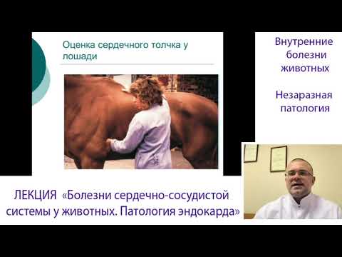 Видео: Болезни Сердечно Сосудистой Системы у Животных   Патология Эндокарда