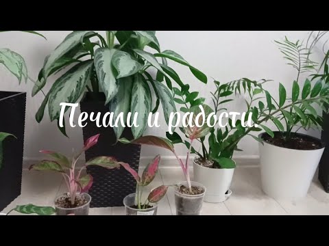 Видео: Аглаонемы в моей коллекции.Делюсь опытом!!!!