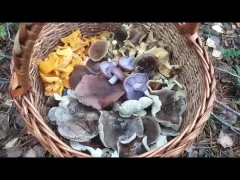 Видео: Закрытие грибного сезона 2025. Или нет ?