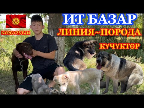 Видео: Ит БАЗАР~линиясы м/н порода күчүктөр. ЖАКШЫЫЫ НЕРСЕЛЕР ЭКЕН