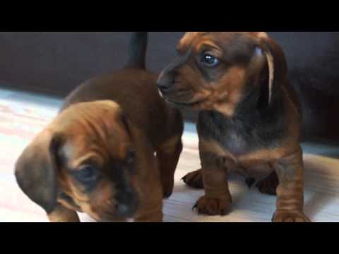 Видео: Малышам-таксятам 1 месяц!