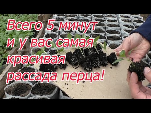 Видео: Крепкая и красивая рассада перца и баклажан всего за 5 минут вашего времени.