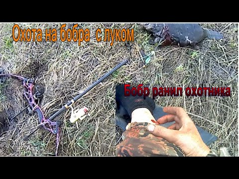 Видео: Охота с луком на бобра  Бобр ранил охотника.
