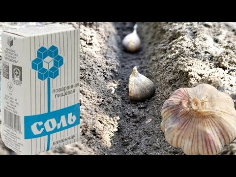 Видео: Дайте Соль Чесноку Осенью при посадке вот результат.