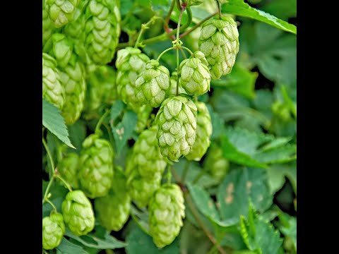 Видео: Картофельные дрожжи и белый хлеб. Маринкины творинки. Всем МИРА и Добра!