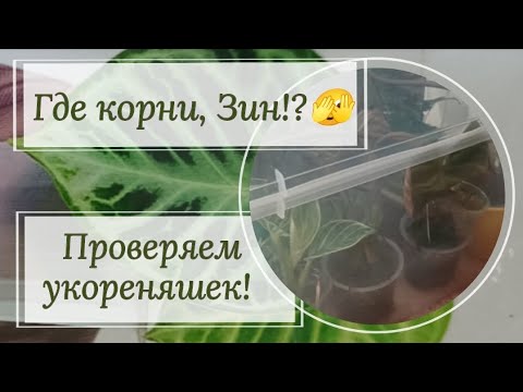 Видео: Где корни, Зин!? Проверяем укореняшки. Очень странная находка! 🤔 🔬