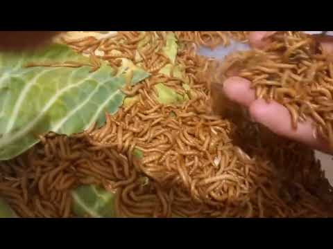 Видео: Мучной червь. Кормовые насекомые. Ферма на продажу