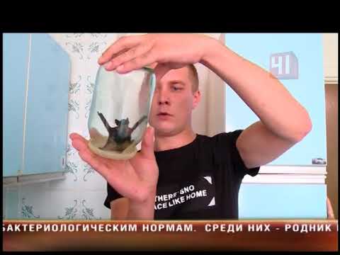 Видео: Летучие мыши в квартире