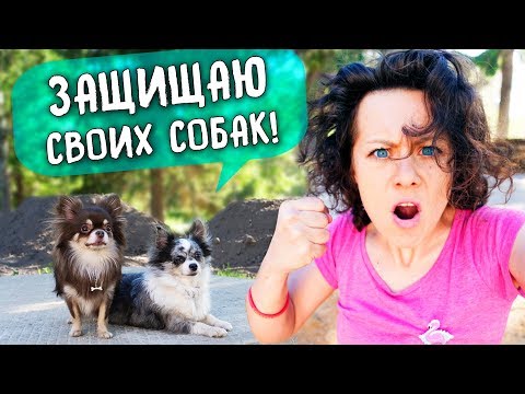 Видео: ОБЗЫВАЮТ СОБАК и ТРАВЯТ! МИША ПОТЕРЯЛАСЬ РЕАКЦИЯ на БЕЗДОМНОГО ПСА | ВЛОГ Magic Family